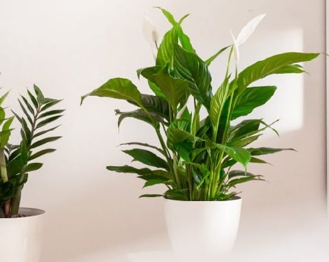 piante da scrivania - Spatifillo