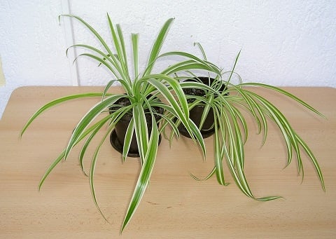 piante da scrivania - Chlorophytum Comosum